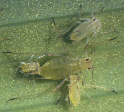 Aphids close up