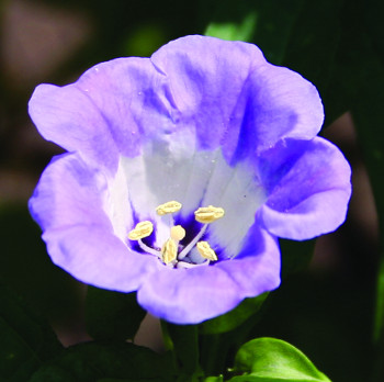 Apple of Peru flower