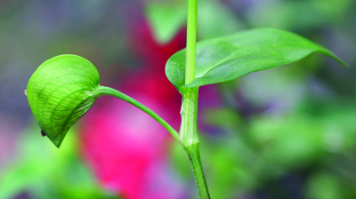 Asiatic dayflower basal sheath