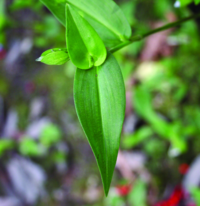 Asiatic dayflower leaf
