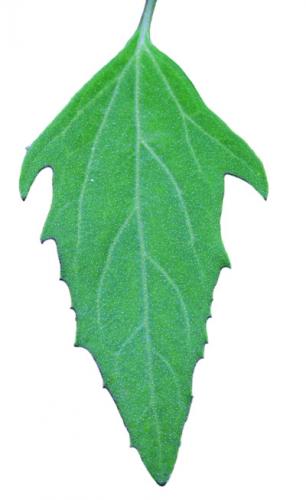 Atriplex leaf