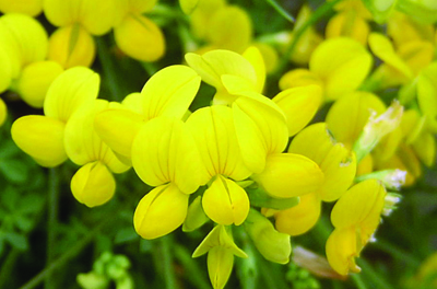 Birdsfoot trefoil flower