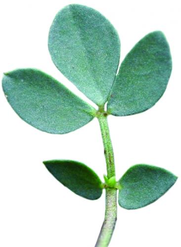 birdsfoot trefoil leaf