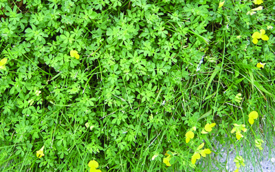 Birdsfoot trefoil plant