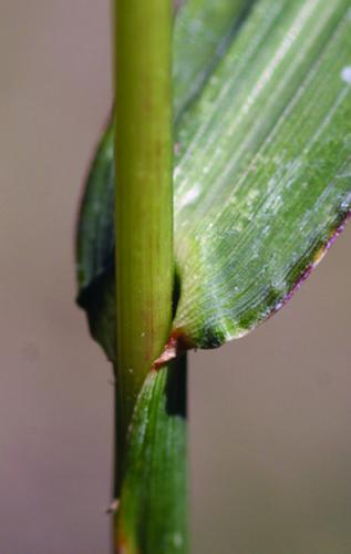 barnyardgrass ligule