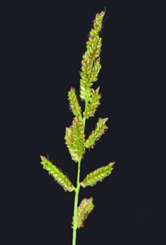 barnyardgrass seedhead