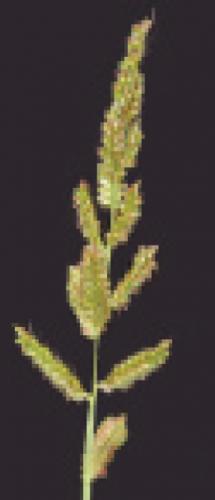barnyardgrass seedhead
