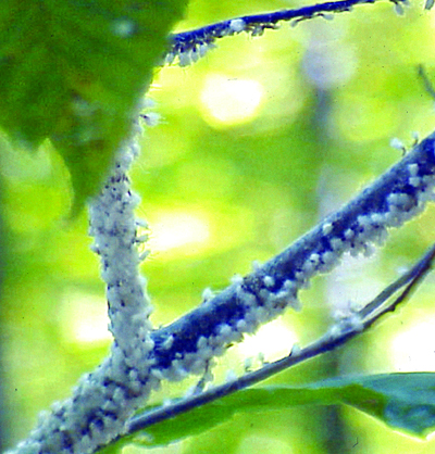 Beach bark aphid