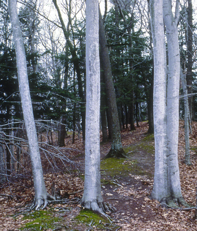 Beach bark disease