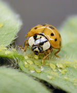 Lady beetle