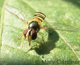 Hover fly adult