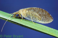 Brown lacewing adult