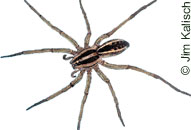 Wolf spider adult