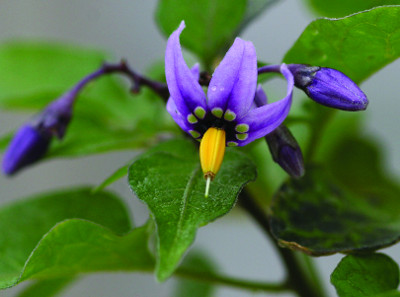 bittersweet nightshade flower