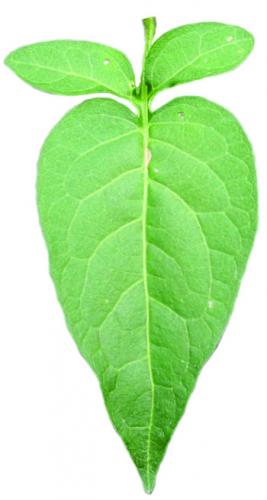Bittersweet nightshade leaf