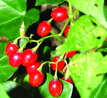 bittersweet nightshade mature fruit