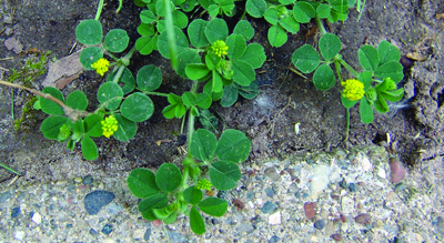 black medic plant