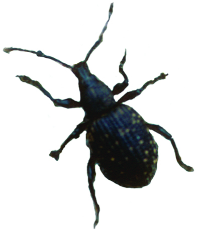 Black vine weevil