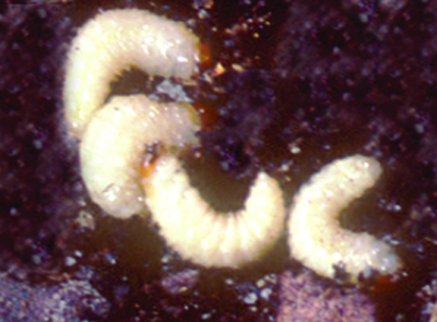 Black vine weevil larvae and puape