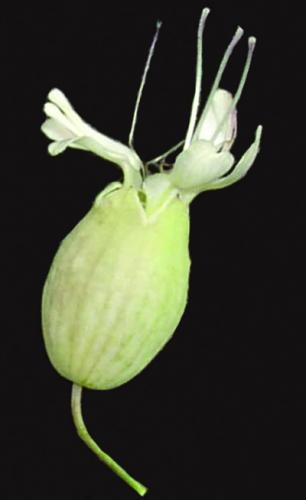 bladder campion flower