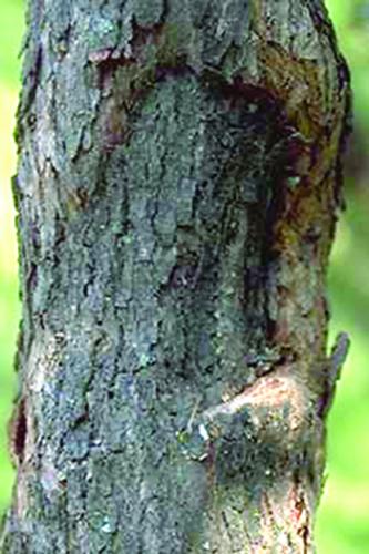 Botryosphaeria canker