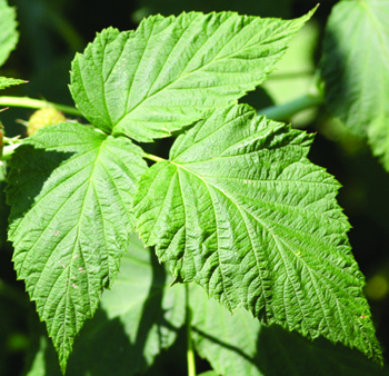 Bramble new leaf