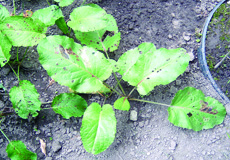 Broadleaf dock rosette