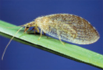 Brown lacewing