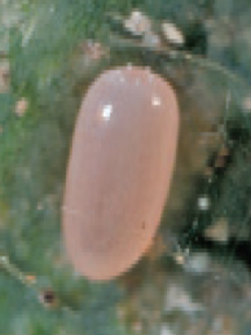 Brown lacewing egg
