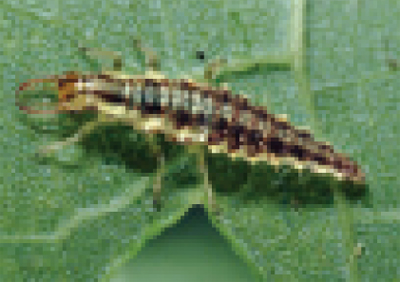 Brown lacewing larvae