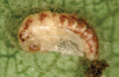 Brown lacewing pupae