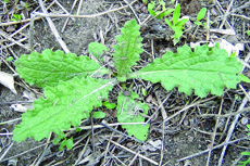 Bull thistle rosette