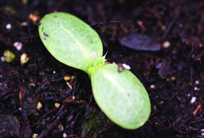 bull thistle seedling