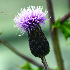Canada thistle flower