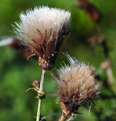 Canada thistle mature flower heads