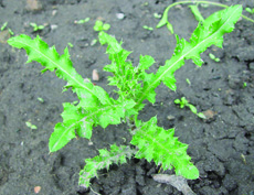 Canada thistle plant