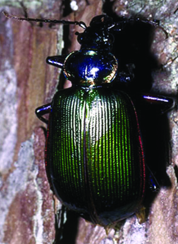 Calosoma