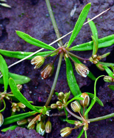 carpetweed flowers and fruit