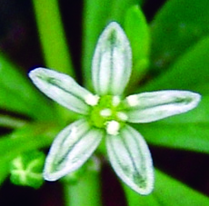 carpetweed flower