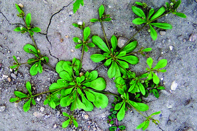 carpetweed plant