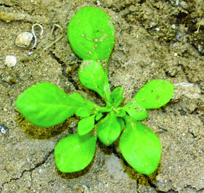 carpetweed seedling