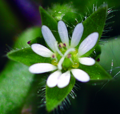 common chickweed flower