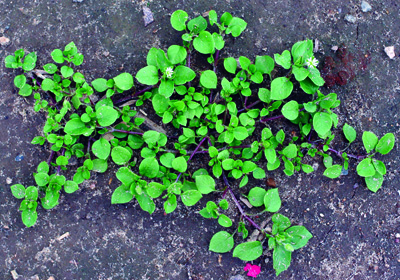 common chickweed plant