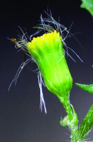 Common groundsel flower head