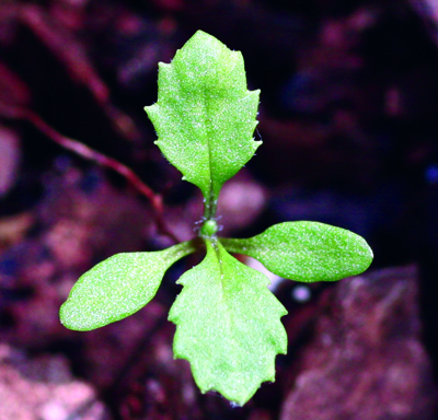 Common groundsel seedling