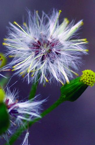 common groundsel puffball