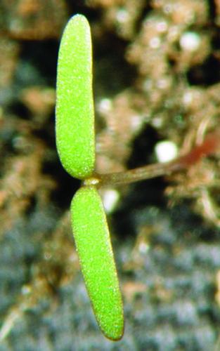 common lambsquarters cotledon