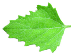 common lambsquarters leaf