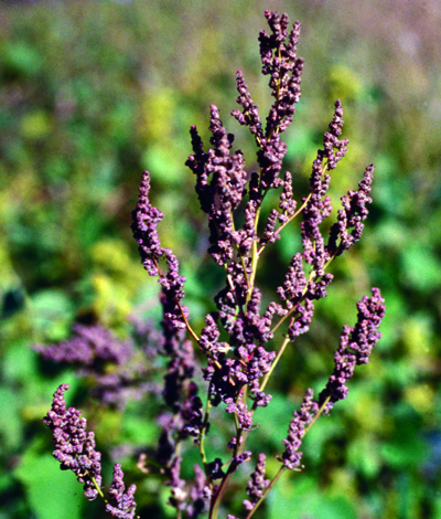 Common lambsquarters mature seedhead