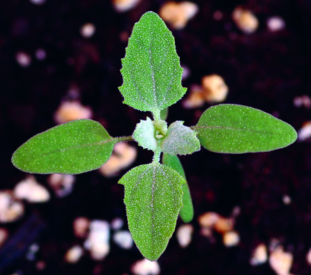 Common lambsquarters seedling